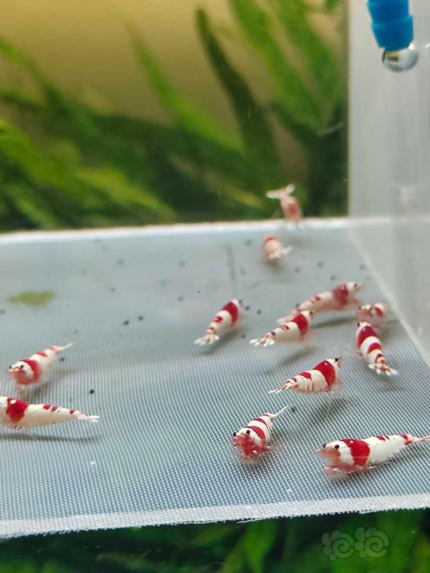 【水晶虾】红白纯血-图5