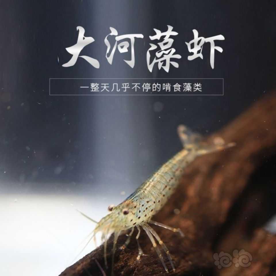 【虾螺】黑壳虾黑壳虾，台湾正宗大河藻虾，彩色观赏虾，-图1