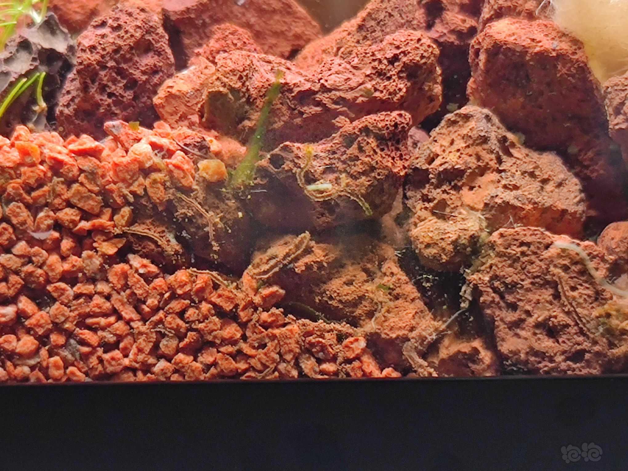 黑壳虾每天死几只，原因不明-图4