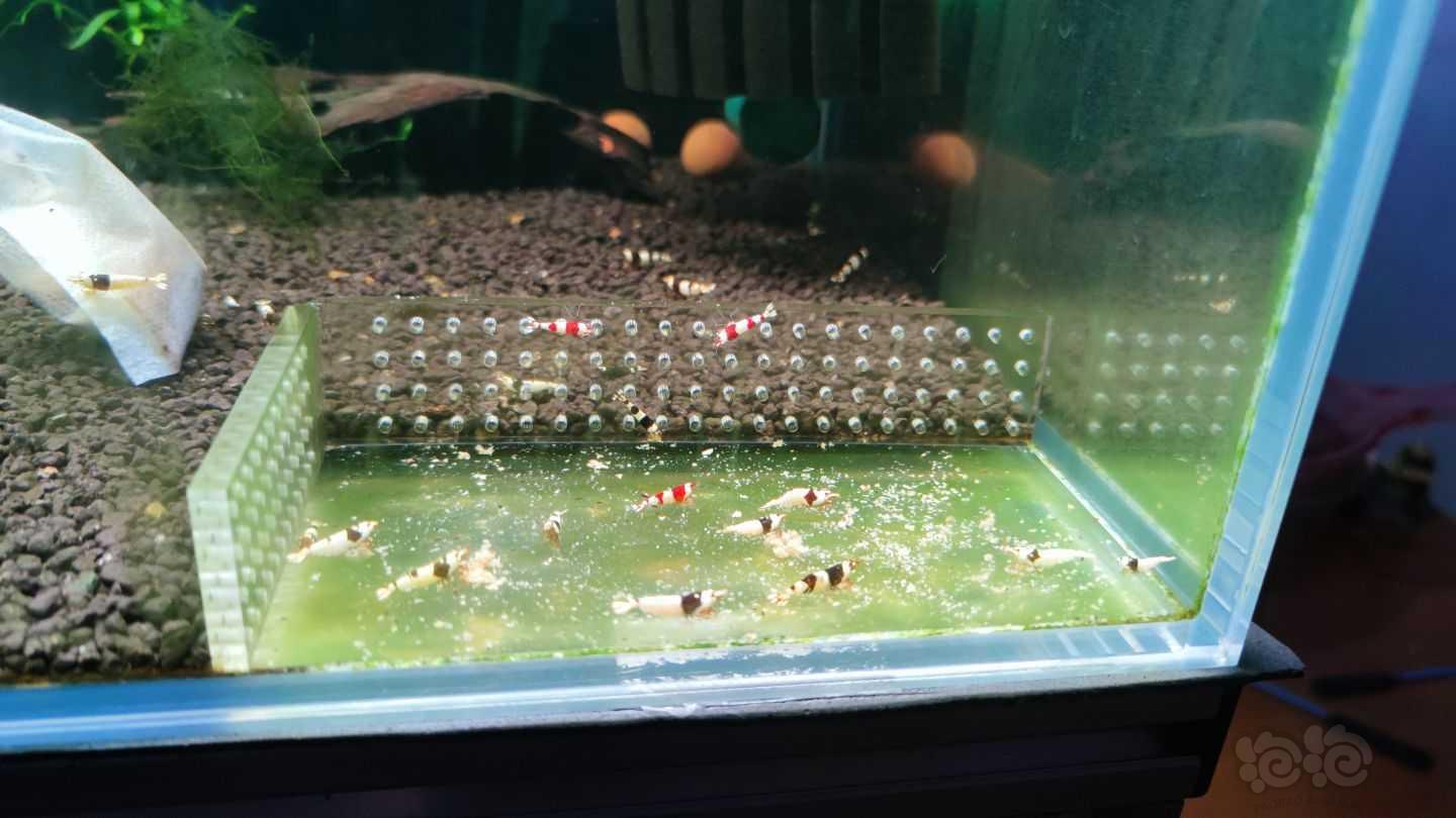 【水晶虾】出一缸黑白水晶虾-图5