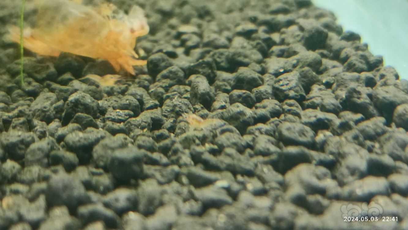 【螯虾】鳌虾 迷你鳌虾 之侏儒橘-图3