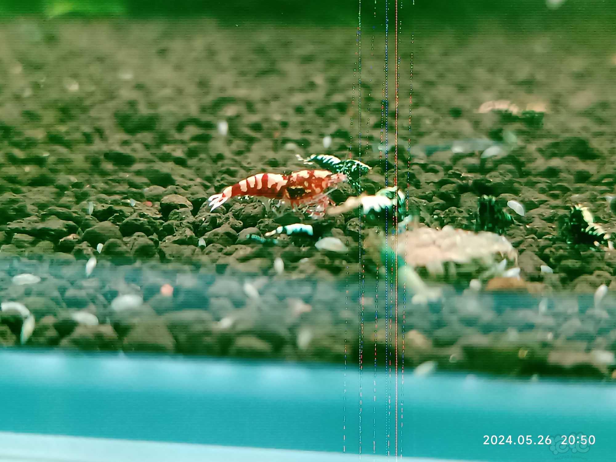 【水晶虾】水晶虾【腾缸】-图1