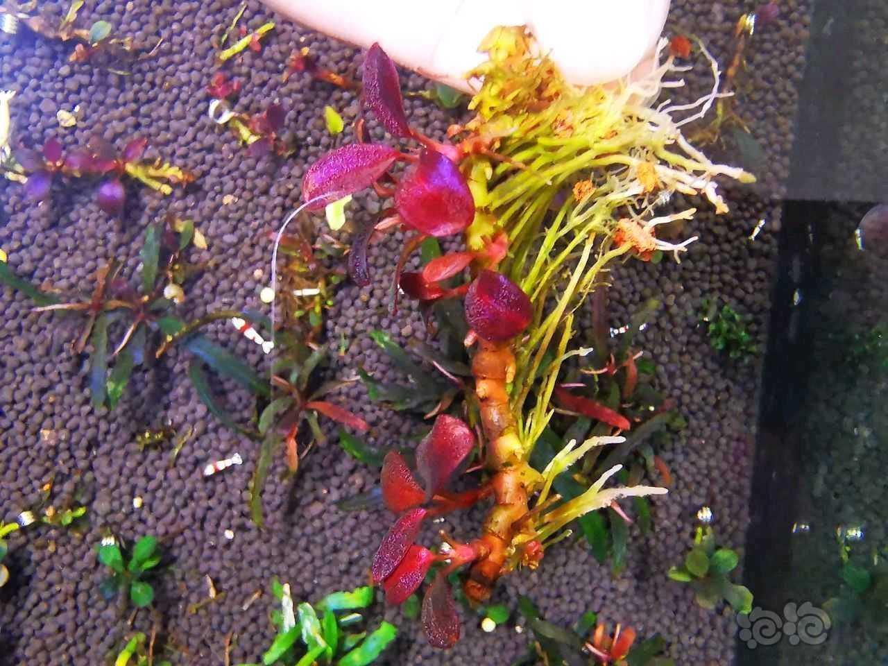 【出售】【出辣椒榕】极致发色“紫蜻蜓繁殖茎”，118包邮顺丰-图5