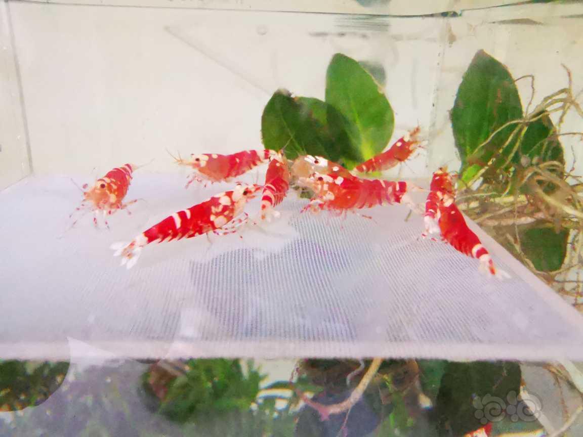 【水晶虾】出红宝石花虎繁殖组十只（七母以上）-图2