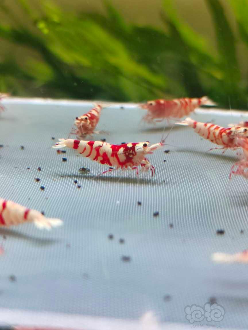 【水晶虾】红花虎-图5
