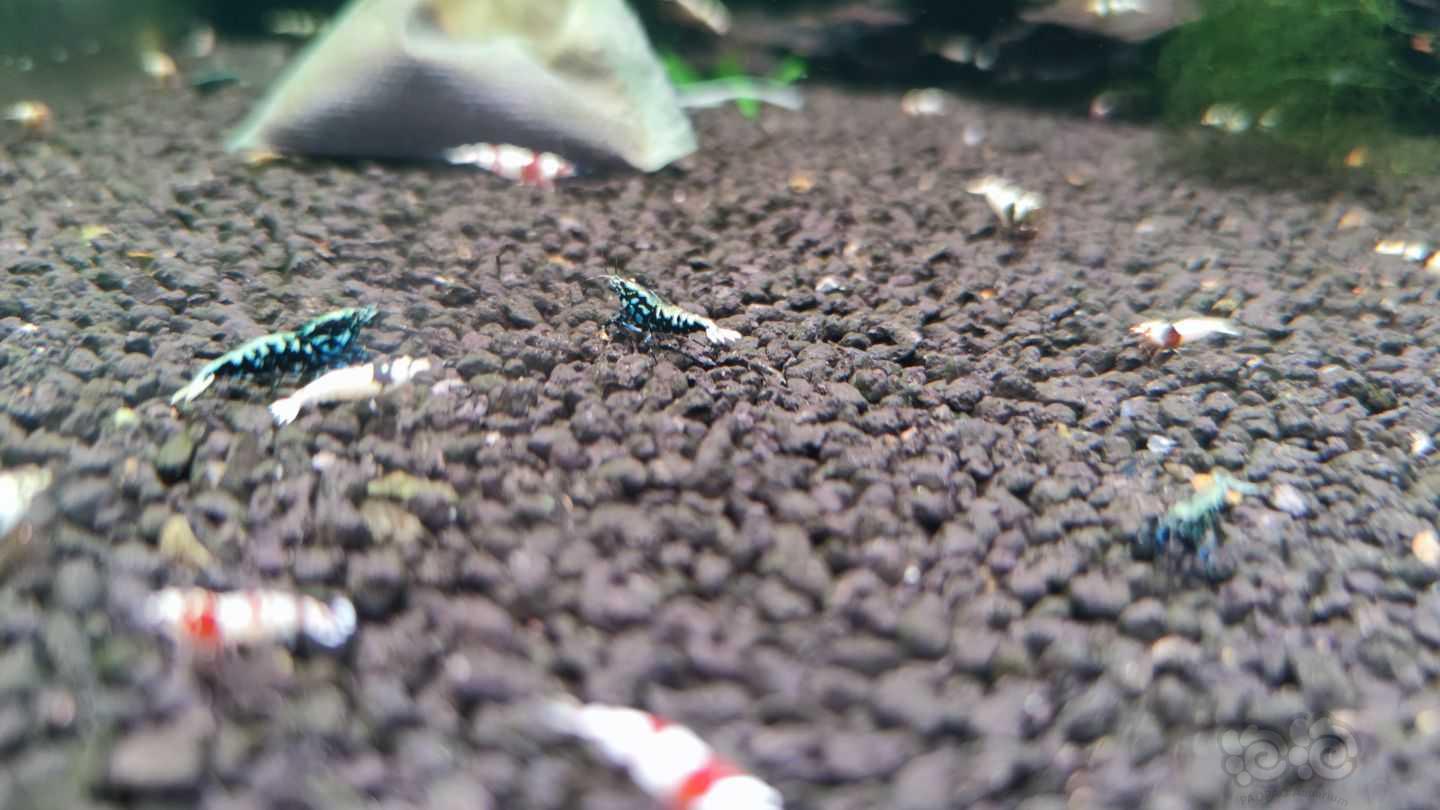 【水晶虾】出一缸黑白水晶虾-图3