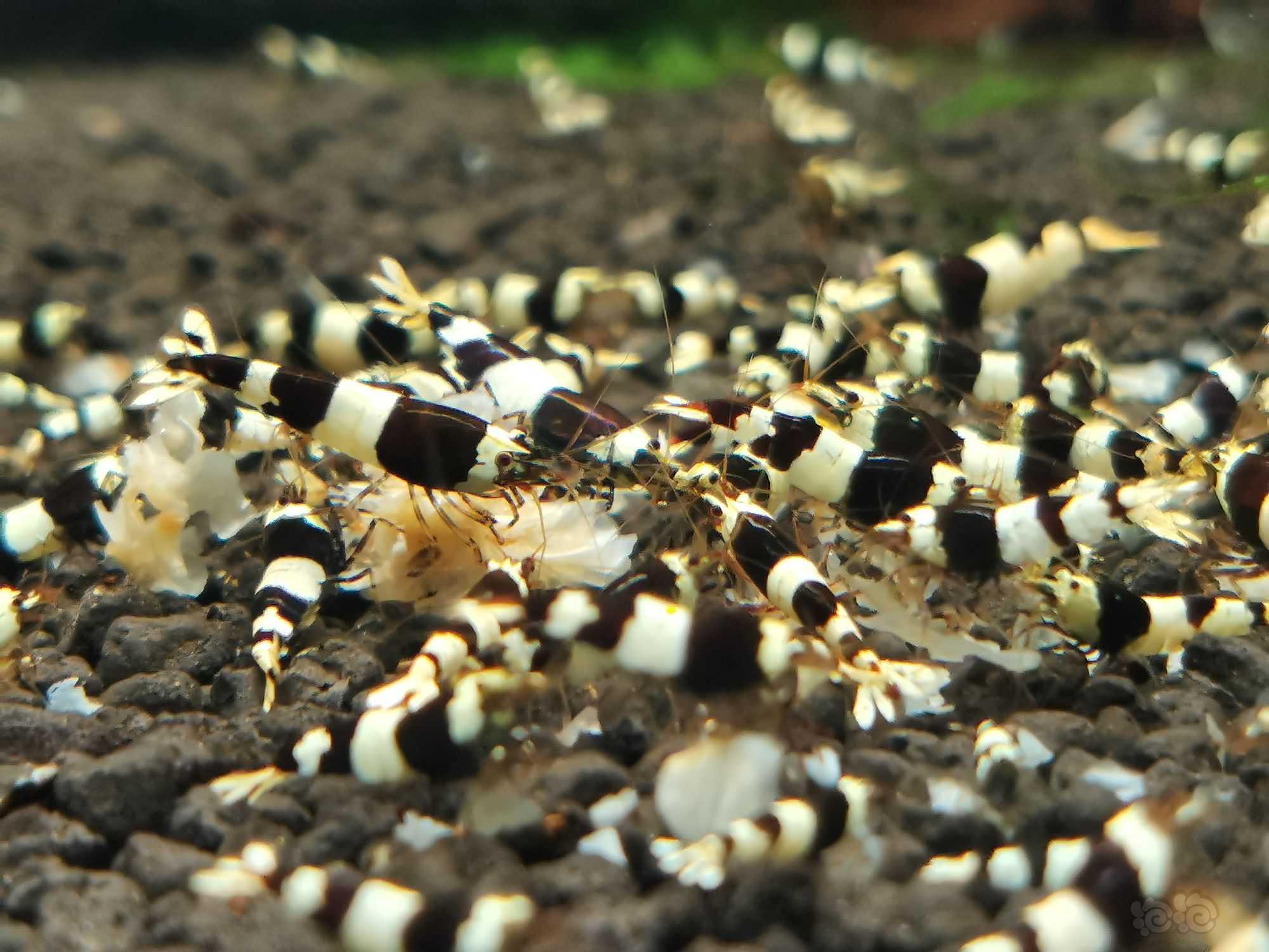 【水晶虾】黑白三段水晶虾和金标泥-图1