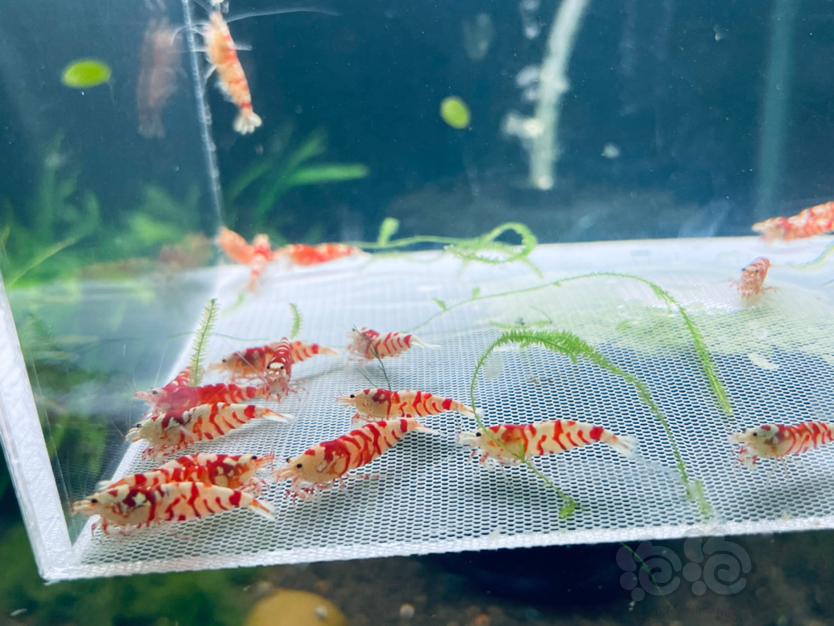 【水晶虾】出售红花虎新成体母虾-图1