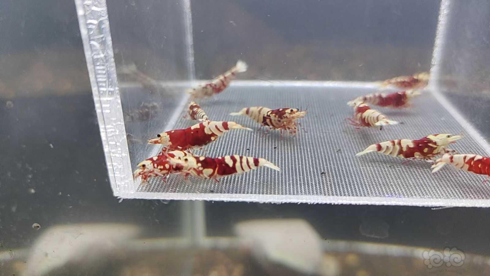 【水晶虾】出红花虎水晶虾-图6