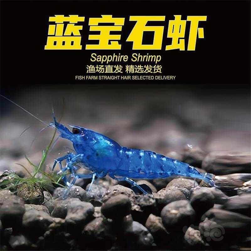 【虾螺】黑壳虾黑壳虾，台湾正宗大河藻虾，彩色观赏虾，-图9