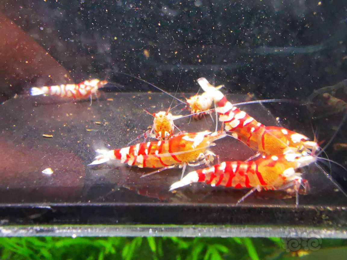 【水晶虾】出红花虎三母三公繁殖组-图1