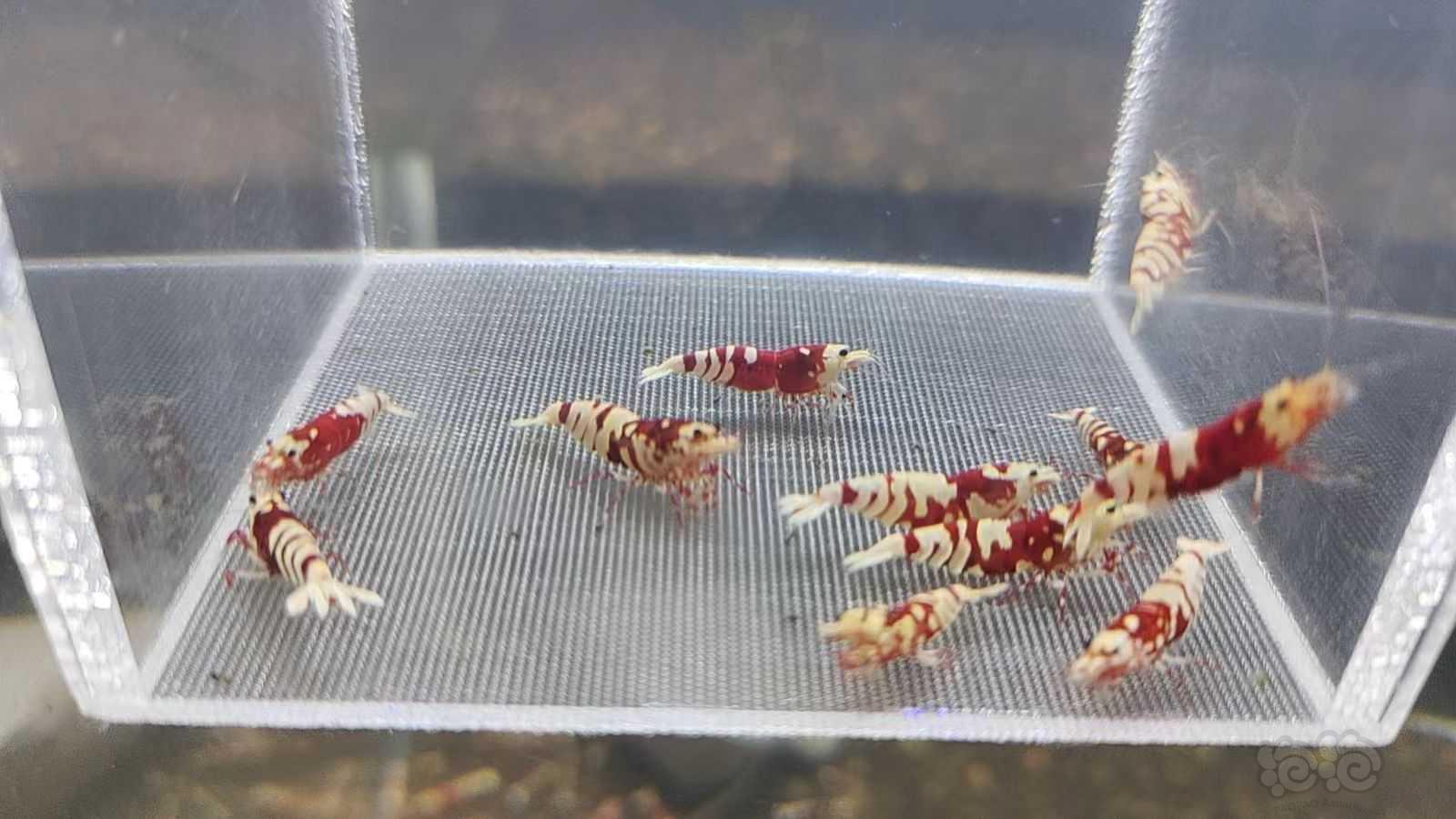 【水晶虾】出红花虎水晶虾-图7