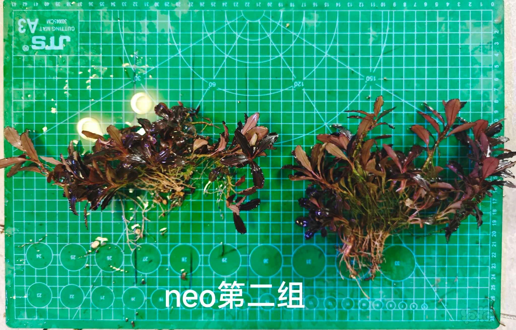 【辣椒榕】出玄武海和长叶neo-图7