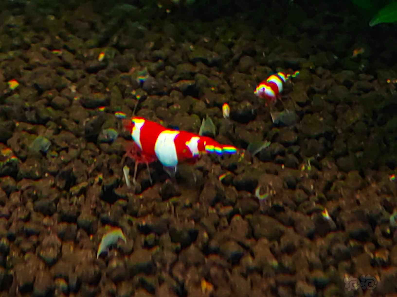 【水晶虾】出点三段红尾红白 出三段稳定度水晶虾之最-图5