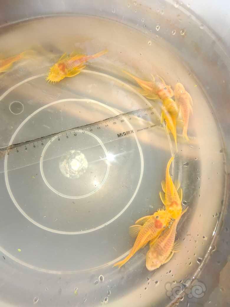 【热带鱼】黄金胡子种鱼繁殖组-图4
