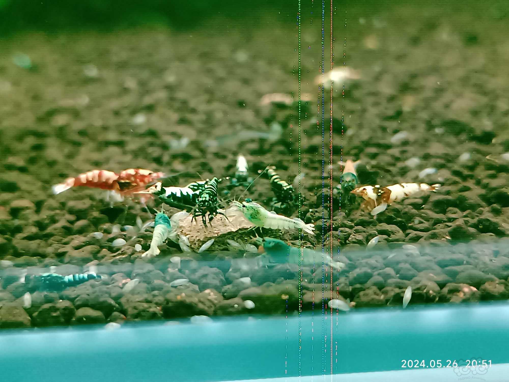 【水晶虾】水晶虾【腾缸】-图4