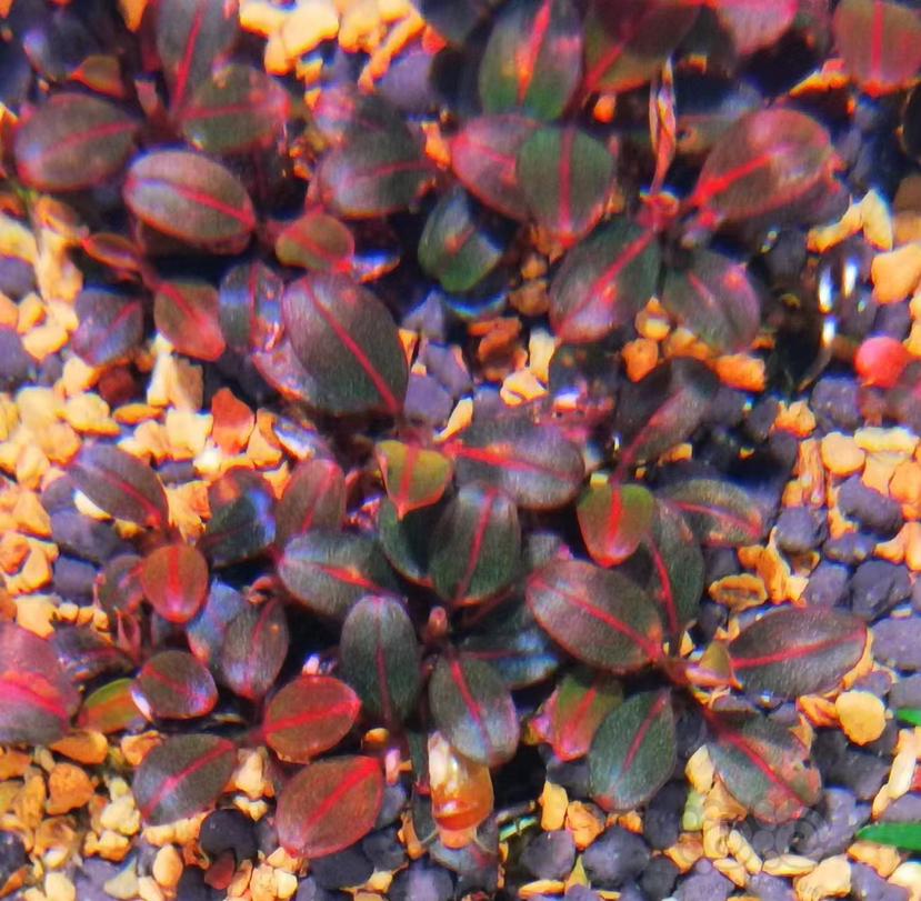 下叶子辣椒榕红脉玉不同时期的特点-图3
