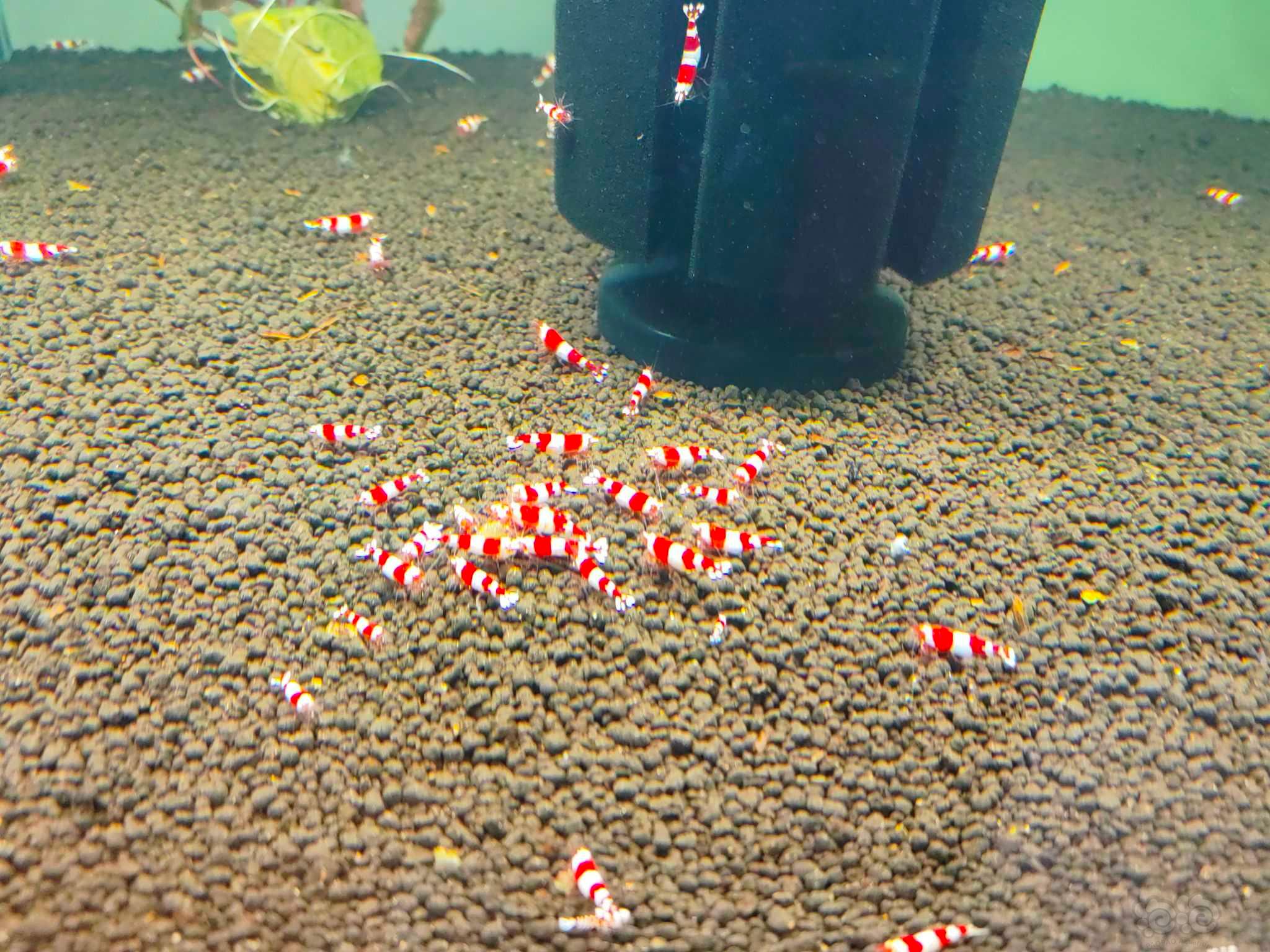 【水晶虾】出点三段红尾红白 出三段稳定度水晶虾之最-图2