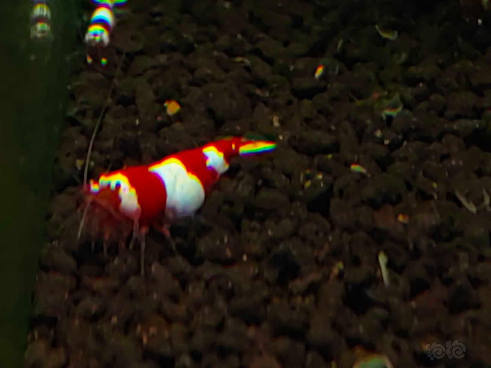 【水晶虾】出点三段红尾红白 出三段稳定度水晶虾之最-图4
