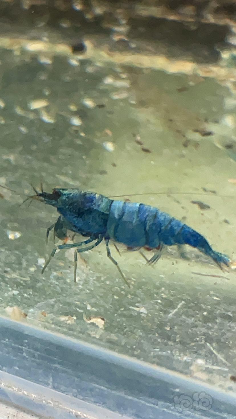 请问各位虾友，夏天如何驱蚊灭蚊在有水晶虾的屋子里！！-图1