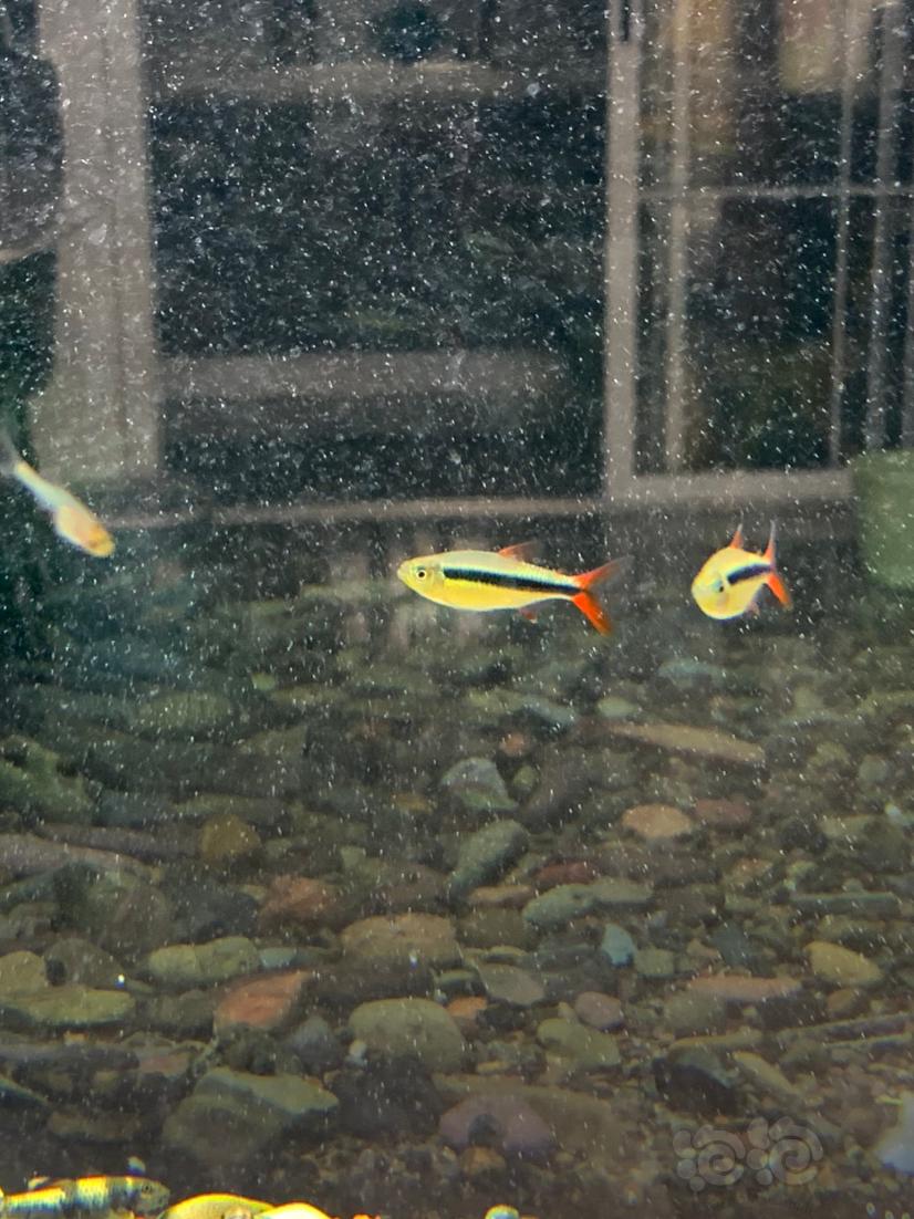 【热带鱼】赤焰绿翡翠、珍珠鼠、茉莉豹鼠、老虎小精灵-图3