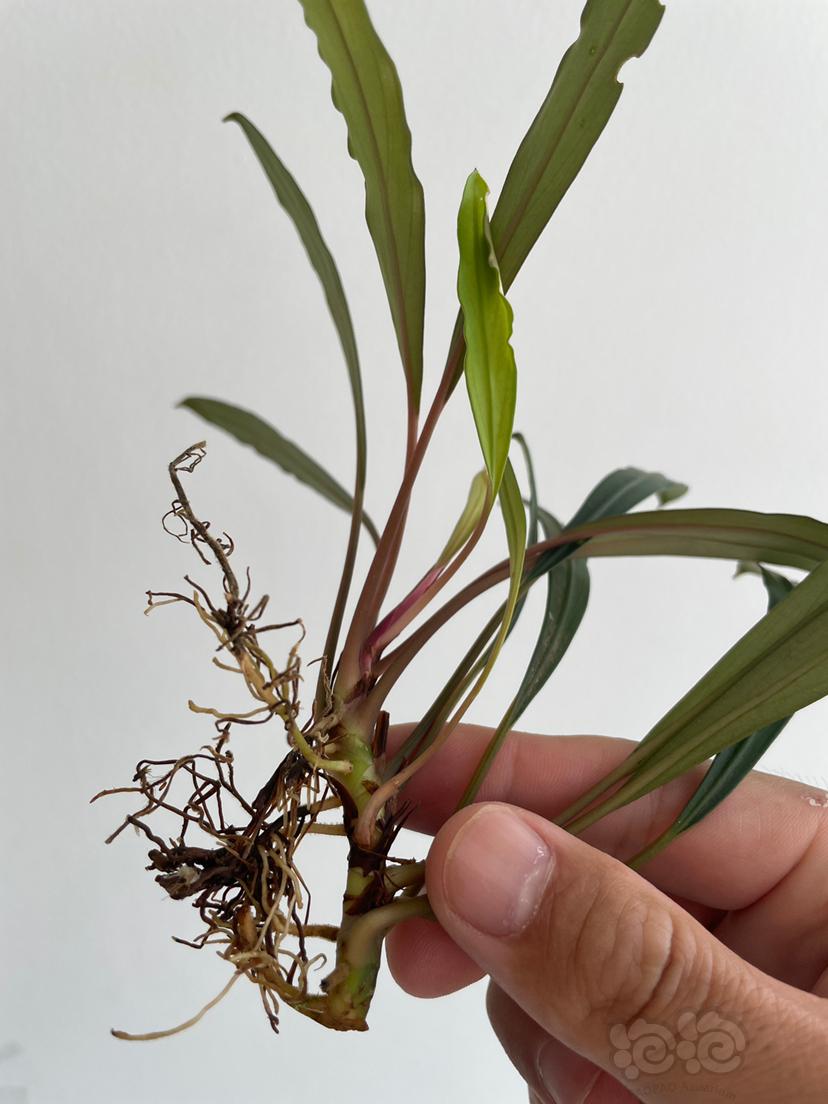 Bucephalandra gigantea 长叶型-图2