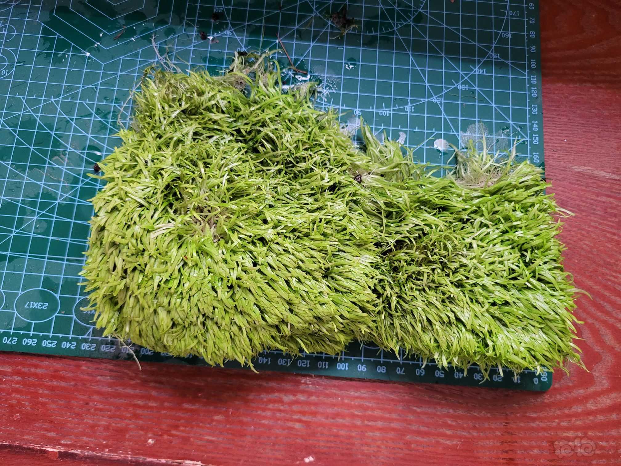 【草坪】挖耳45包省内，趴地宫廷一千棵和日本箦藻十来棵10块-图4