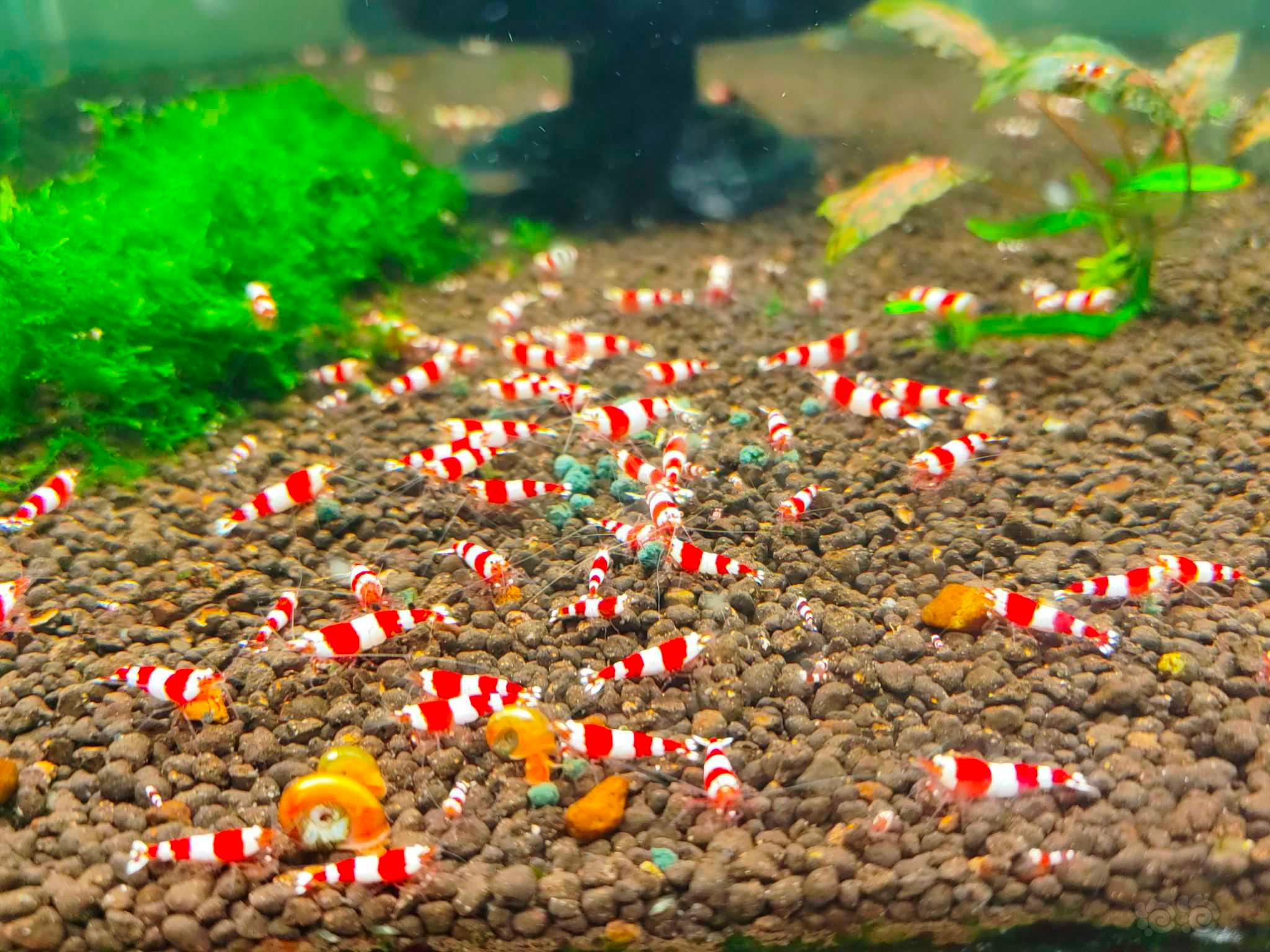 【水晶虾】出点三段红尾红白 出三段稳定度水晶虾之最-图1