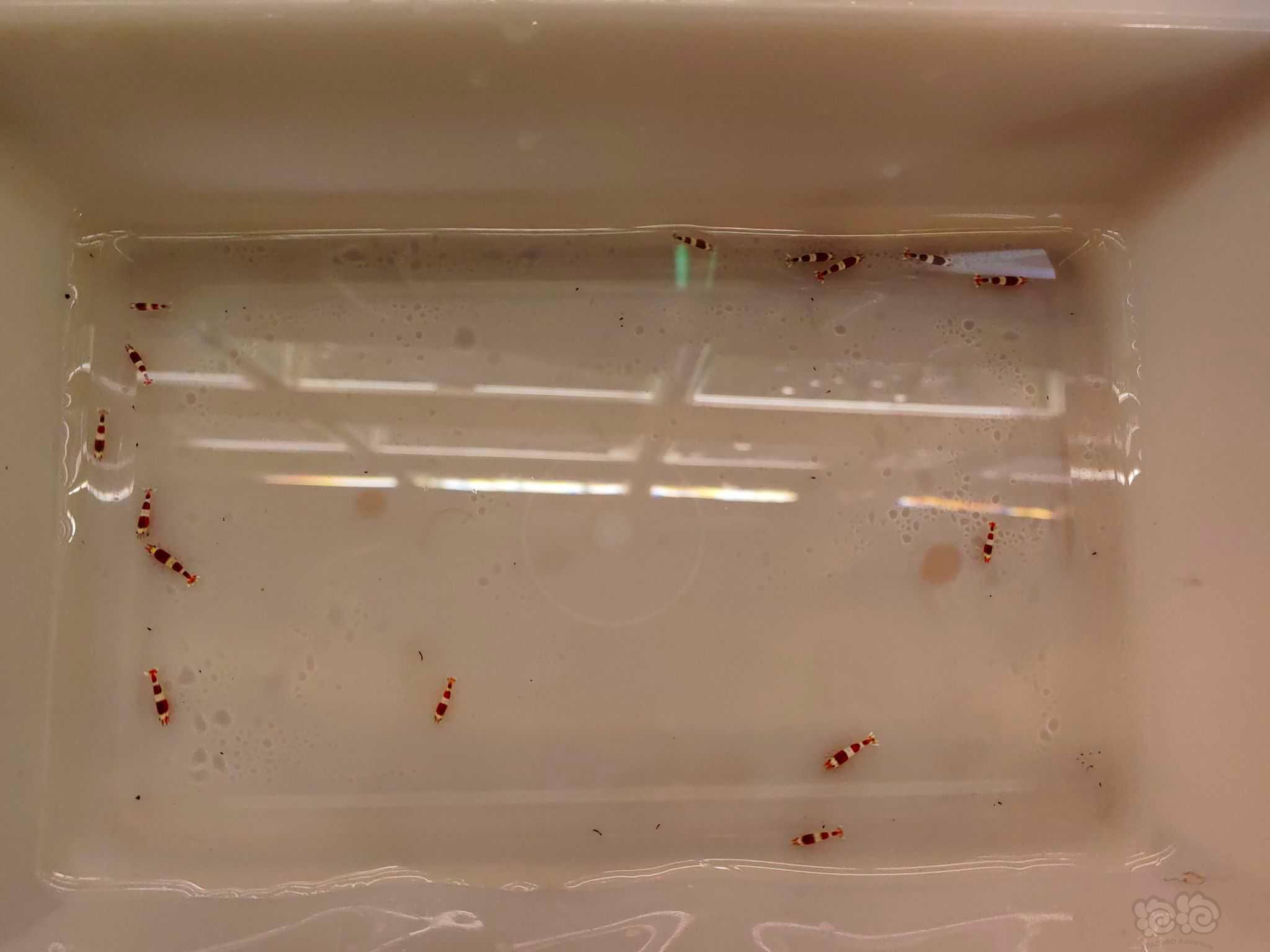 【水晶虾】出点三段红尾红白 出三段稳定度水晶虾之最-图3