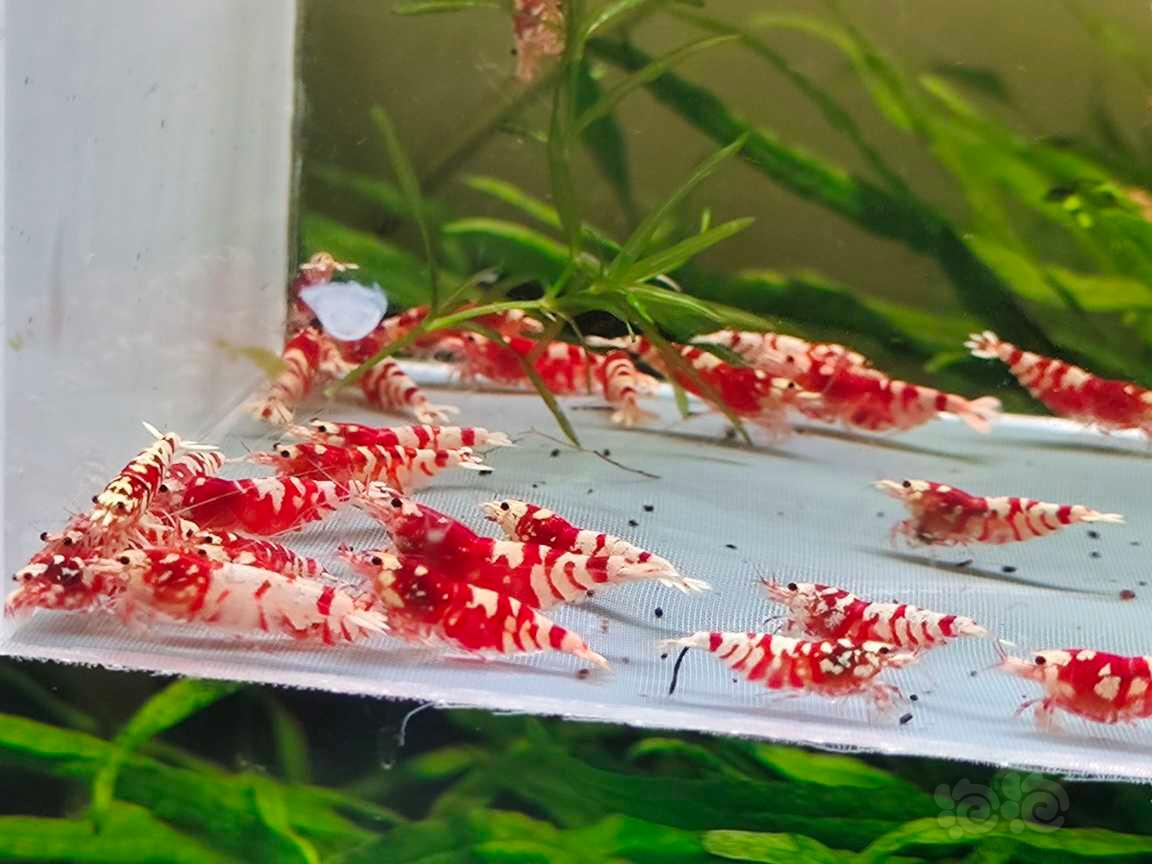 【水晶虾】红花虎-图2