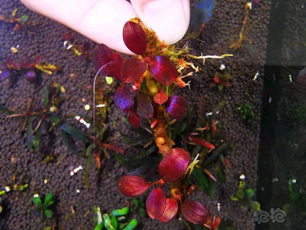 【出售】【出辣椒榕】极致发色“紫蜻蜓繁殖茎”，118包邮顺丰-图1