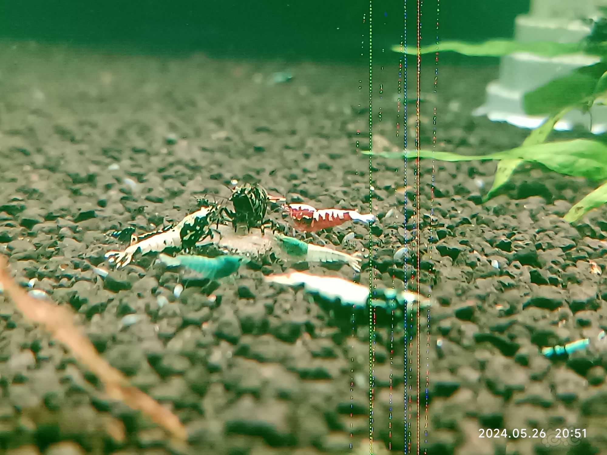 【水晶虾】水晶虾【腾缸】-图3