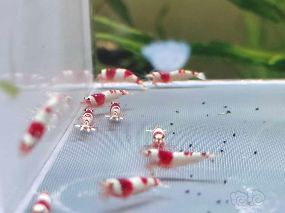 【水晶虾】红白纯血-图3