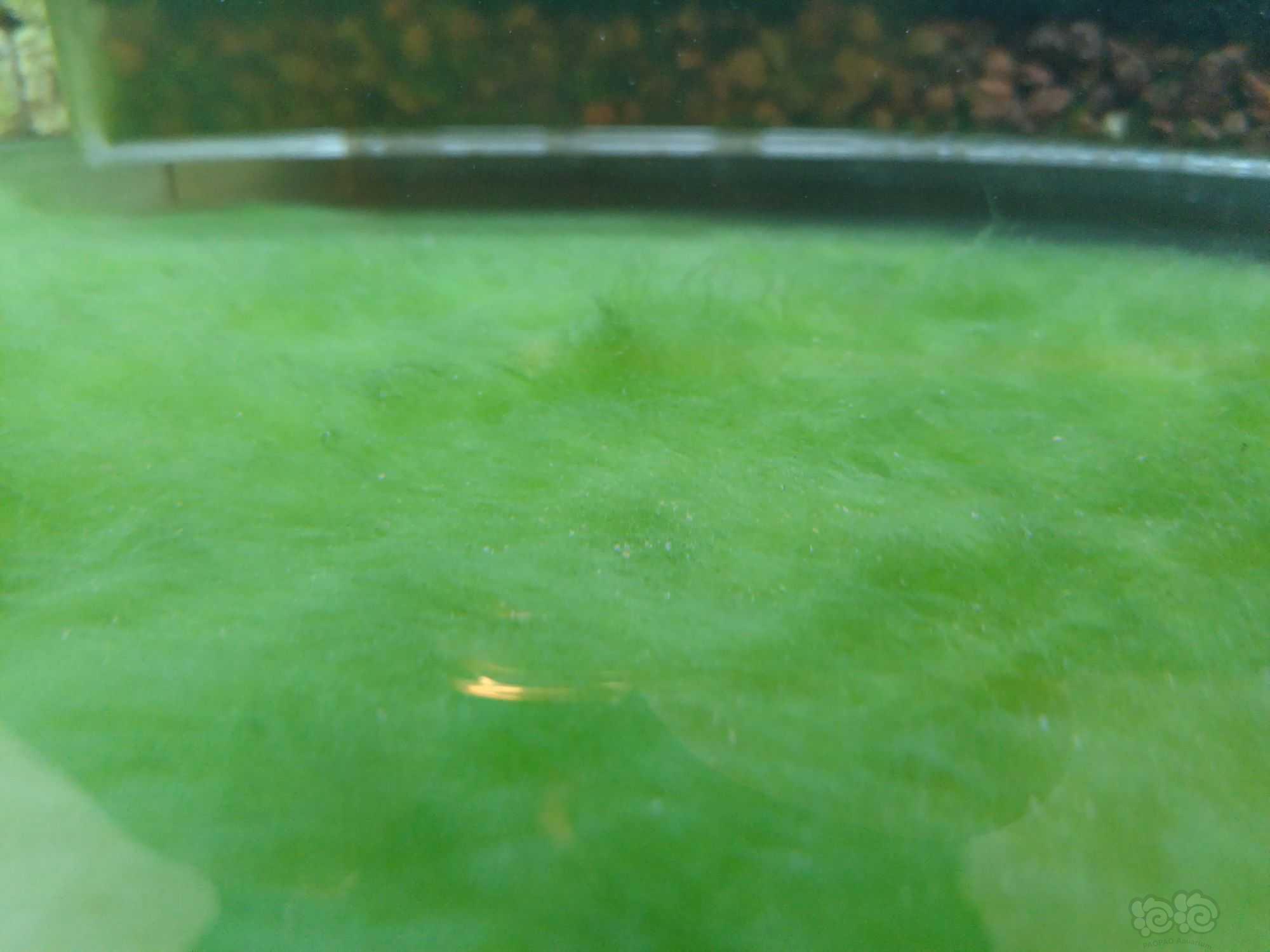短绒藻和长绒藻是一个东西还是两个-图1