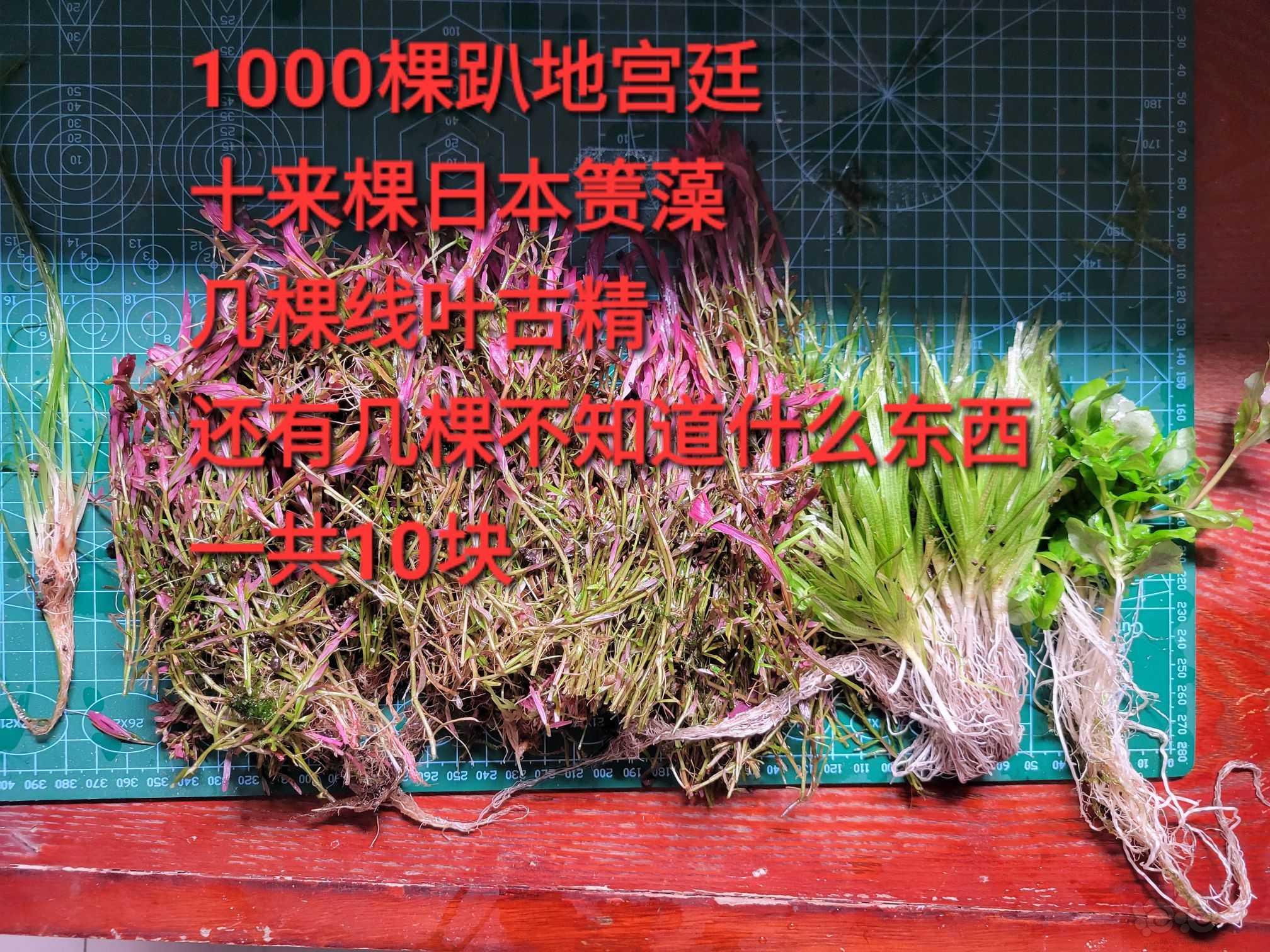 【草坪】挖耳45包省内，趴地宫廷一千棵和日本箦藻十来棵10块-图5