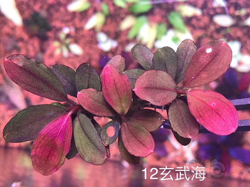 【辣椒榕】针叶、茶细叶、紫旋、黑天使、12&13玄武海、上游幽灵-图7