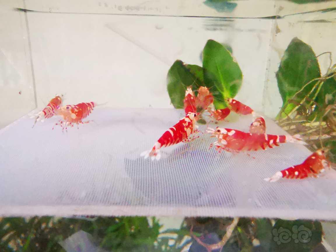 【水晶虾】出红宝石花虎繁殖组十只（七母以上）-图6