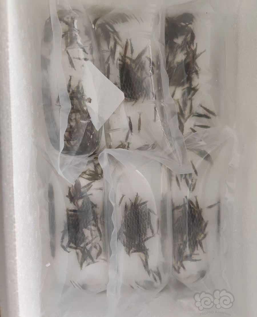 【虾螺】黑壳虾黑壳虾，台湾正宗大河藻虾，彩色观赏虾，-图13
