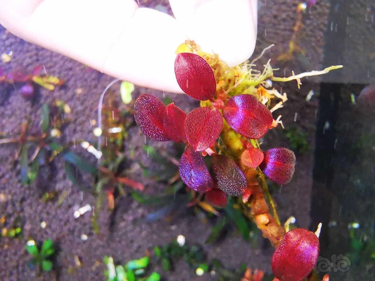 【辣椒榕】极致发色“紫蜻蜓繁殖茎”，108到付-图3