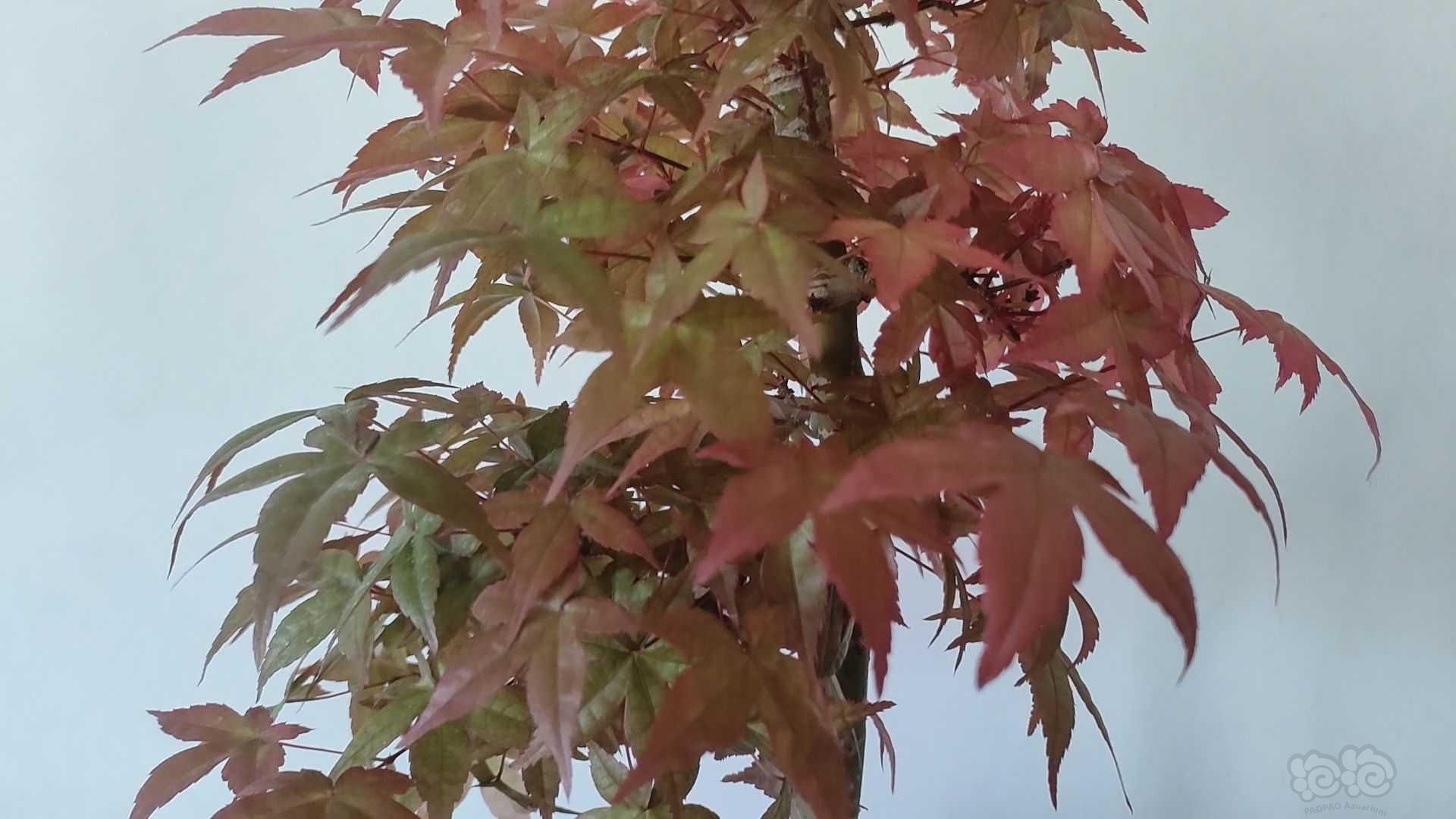 【盆栽】红舞姬——-图2