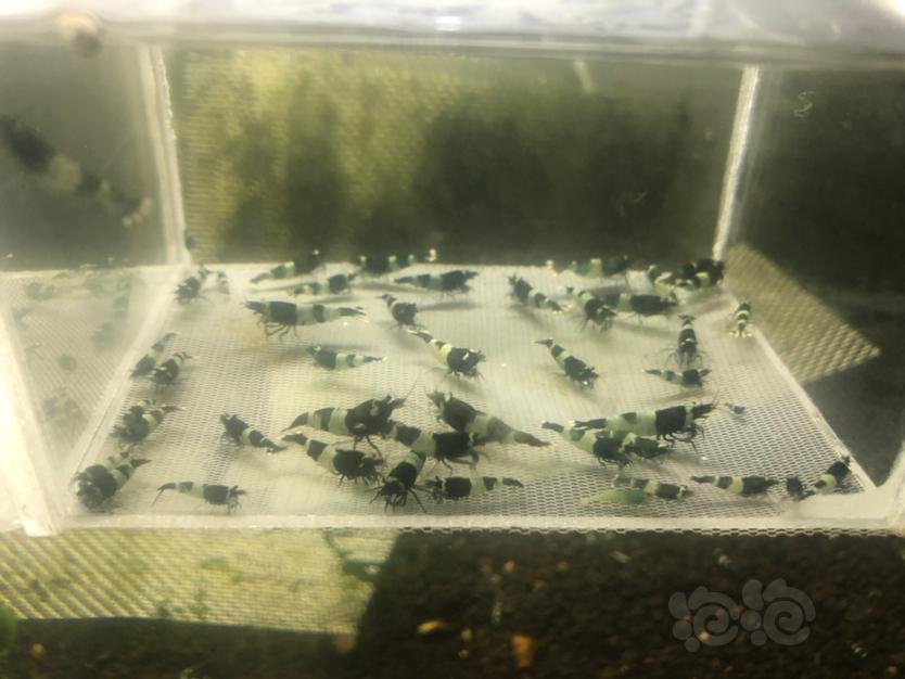 【水晶虾】出售2组，淘汰蓝化黑金刚-图2
