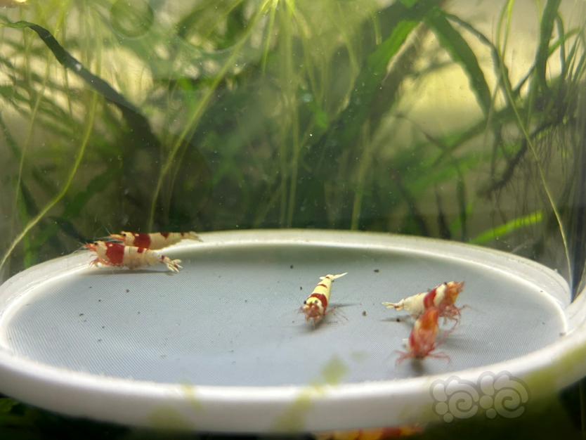 【水晶虾】纯血红白繁殖组两公三母（全部带蛋）-图4