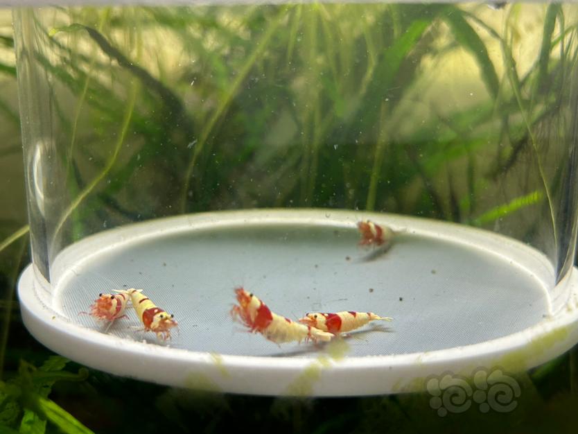 【水晶虾】纯血红白繁殖组两公三母（全部带蛋）-图7