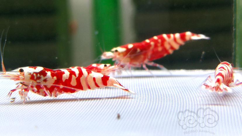 【水晶虾】新成红花虎繁殖组10只-图2