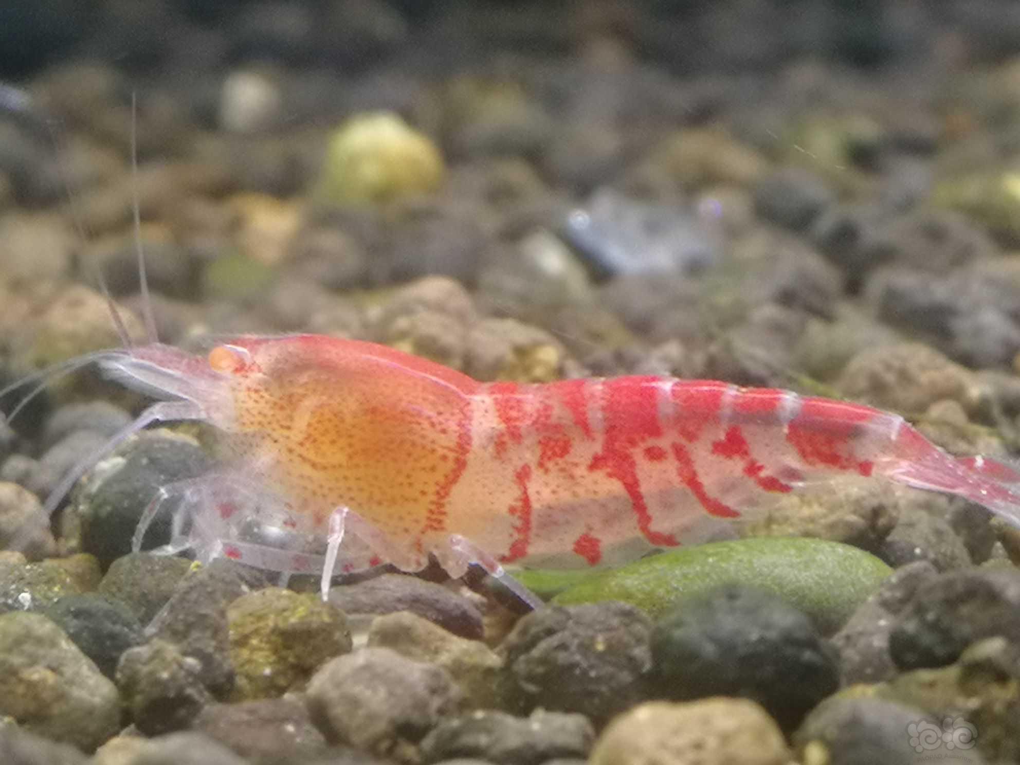 金眼红虎纹虾-图1