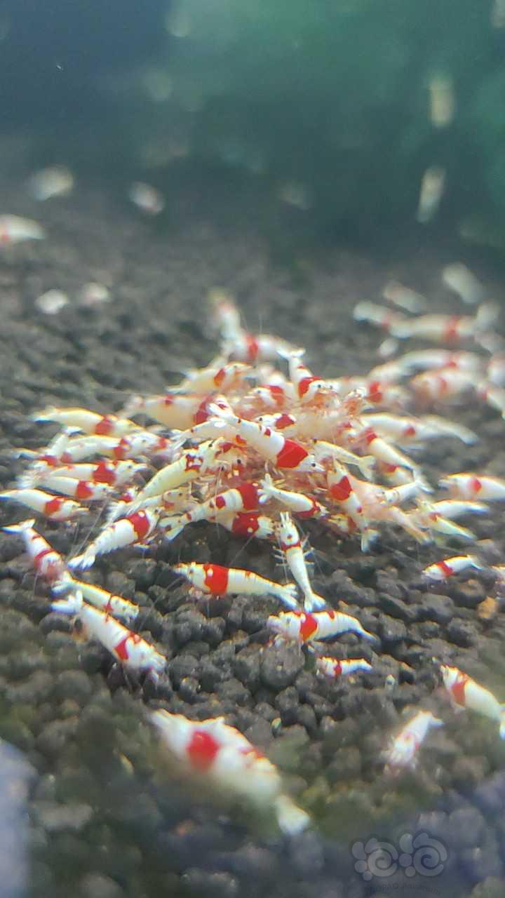 【水晶虾】红白纯血，黑白纯血-图1