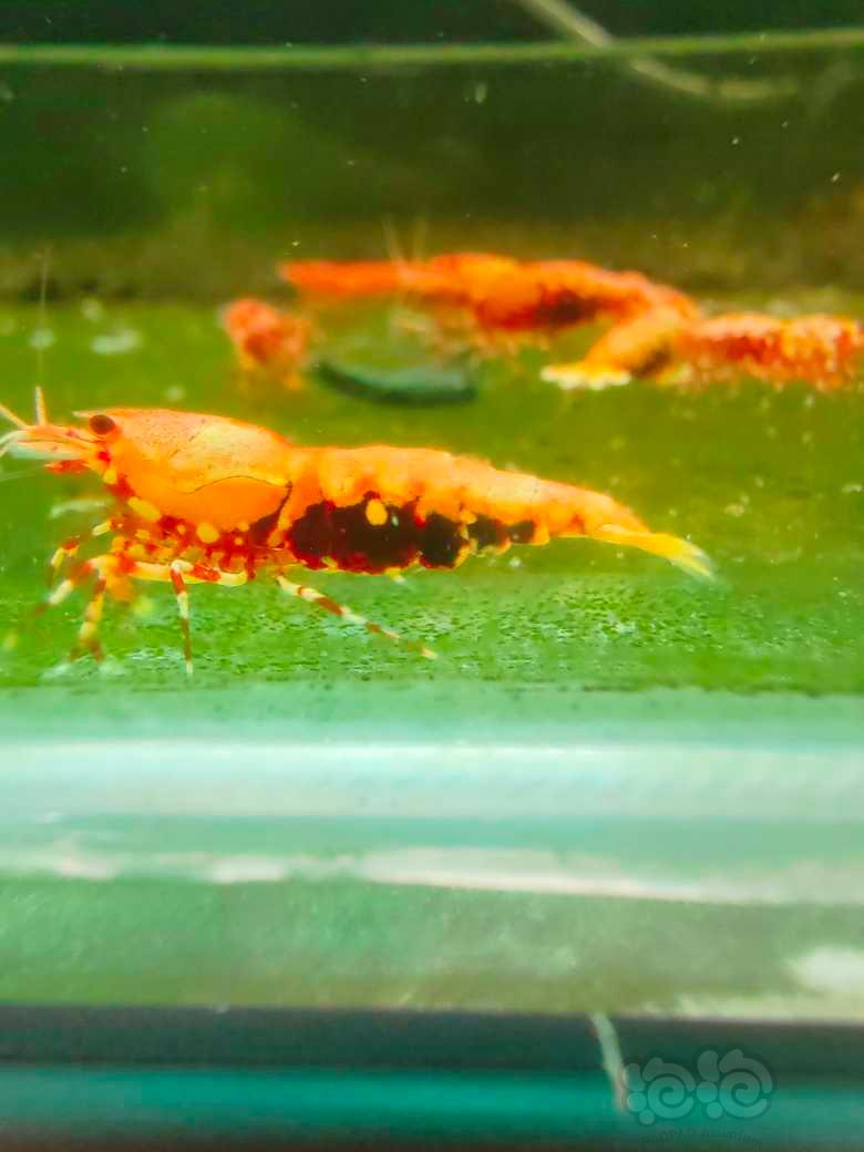 【水晶虾】红莽，种虾，出售-图5