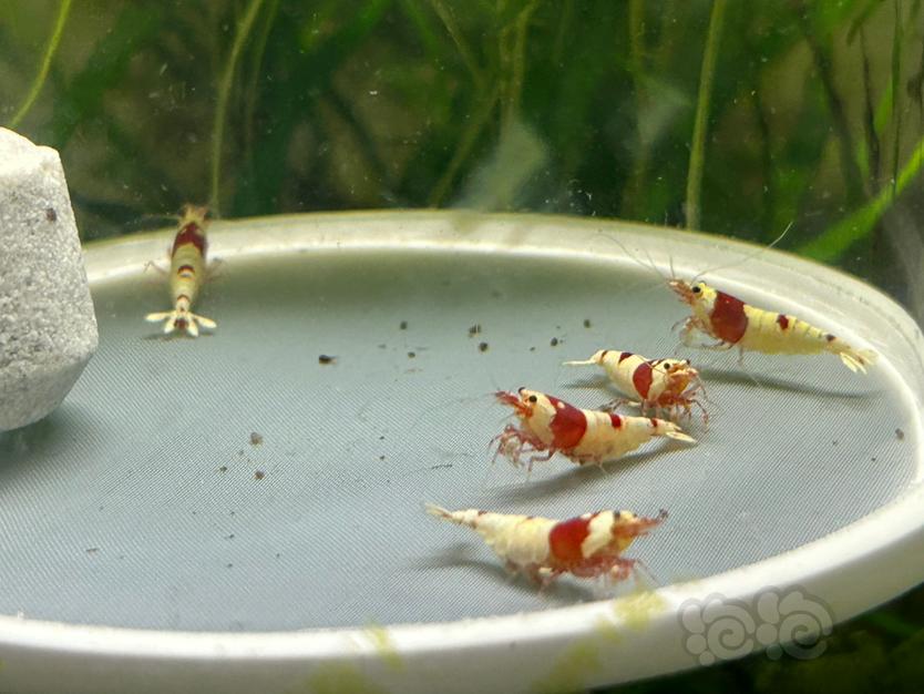 【水晶虾】纯血红白繁殖组两公三母（全部带蛋）-图2