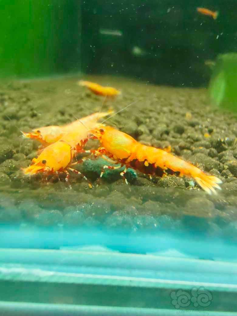 【水晶虾】红莽，种虾，出售-图3