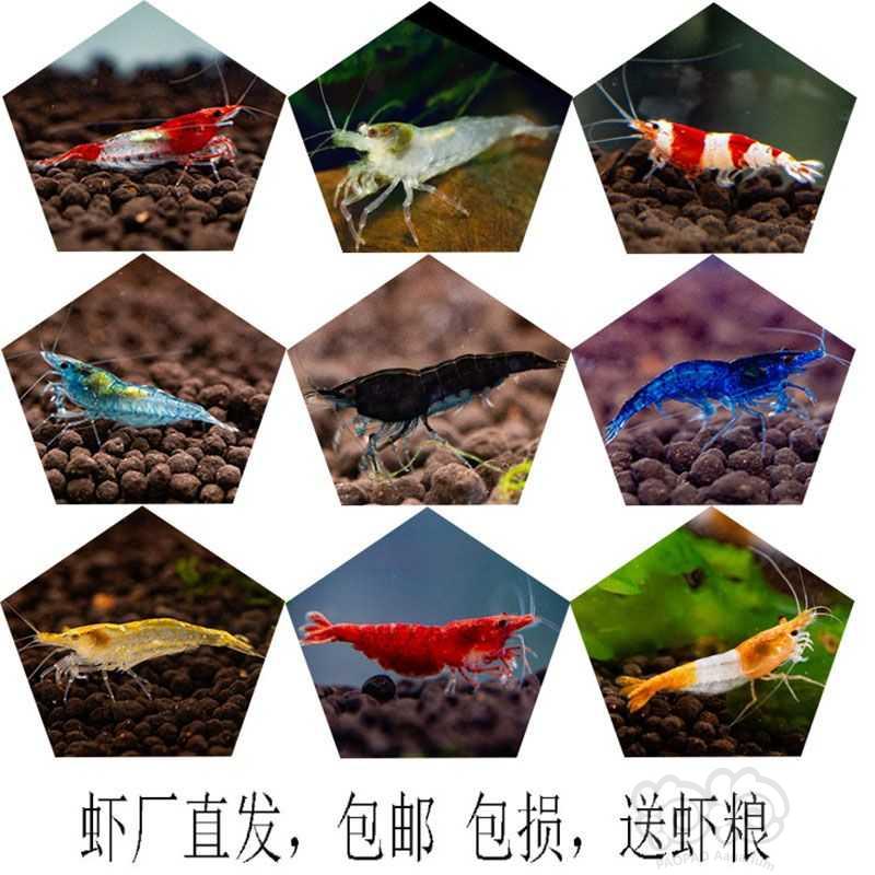 【虾螺】黑壳虾，花腰虾，正宗台湾大河藻虾，观赏彩虾，-图15